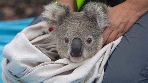 Koalas Rescued from Australia’s Bushfires Return Home | The Weather Channel