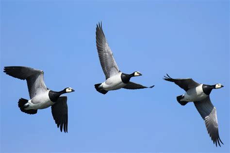 Degraded feather quality of geese in captivity reveals a potential downside of conservation ...