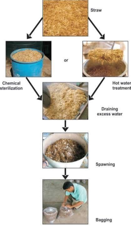 You can make money Growing Oyster Mushroom. | Stuffed mushrooms, Oyster mushroom cultivation ...