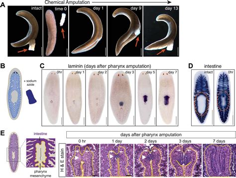 Selective amputation of the pharynx identifies a FoxA-dependent regeneration program in planaria ...