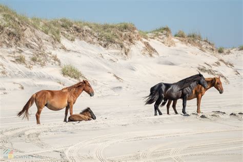 Corolla Wild Horses - Photos, Tours and Info - OuterBanks.com