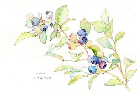 blueberry | Drawing illustrations, Watercolor painting techniques, Botanical drawings