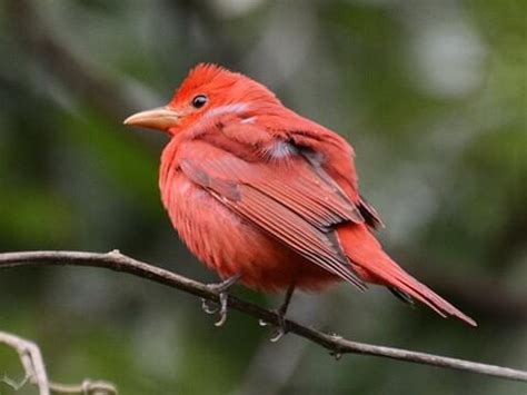 35 stunning images of a red-pink male Summer Tanager who is the only fully red bird in North ...