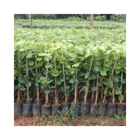 Buy Sandalwood (Red) chandan Plants Online at lowest price