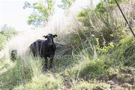 Portrait of aberdeen angus cattle on free range organic farm — farming ...