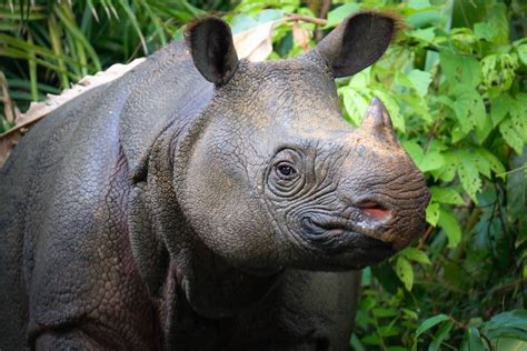 Javan rhinoceros: Rare and vital rainforest grazers | One Earth