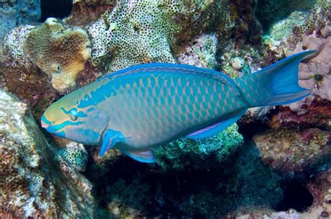 Queen Parrotfish. | Fish pet, Sea life, Ocean life