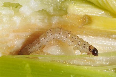 Managing Insect Pests on Commercially Grown Sweet Corn