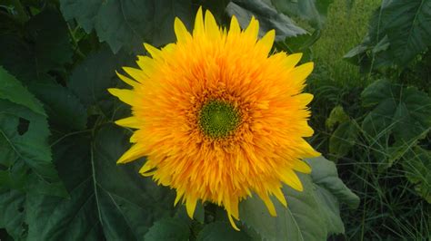 Free Images : sun, field, dandelion, sunlight, flower, petal, summer, botany, yellow, flora ...