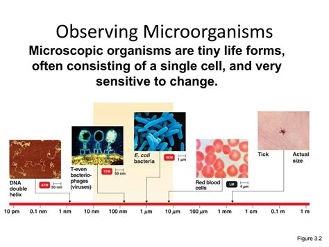 SOLUTION: microscope and gram staining - Studypool