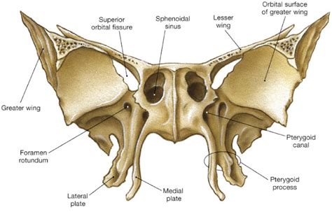 Diagram Of Sphenoid Bone