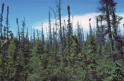 Wildfires are changing forest communities in interior Alaska