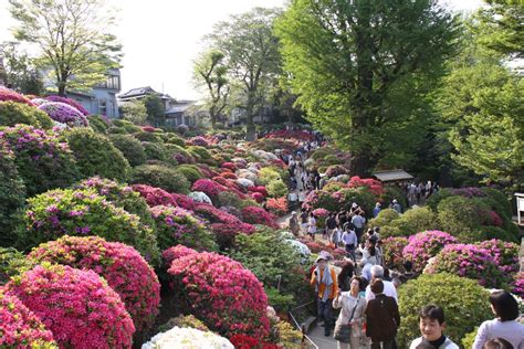 This idyllic shrine in Tokyo has one of the most beautiful azalea gardens around | Azalea ...