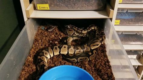 BALL PYTHON BREEDING: More of our 2020 pairings - YouTube