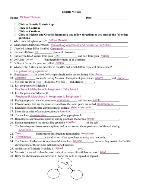 Snurfle Meiosis Worksheet — db-excel.com