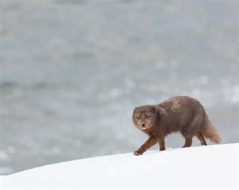 The Arctic Fox: A Symbol Of Iceland's Wild Beauty