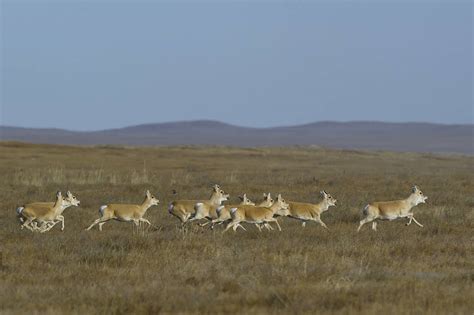 Mongolian gazelle migrate across the border | WWF