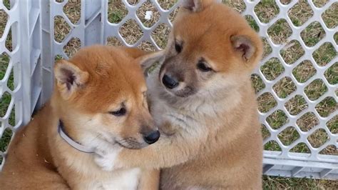 California Shiba Inu Breeders | PETSIDI