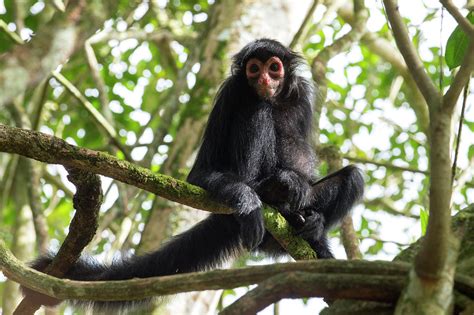 Black Spider Monkey Photograph by Louise Murray/science Photo Library