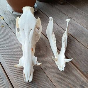 European Wild Boar Skull sus Scrofa Home Decor Shamanic Healing Gothic Ornament Taxidermy Wild ...