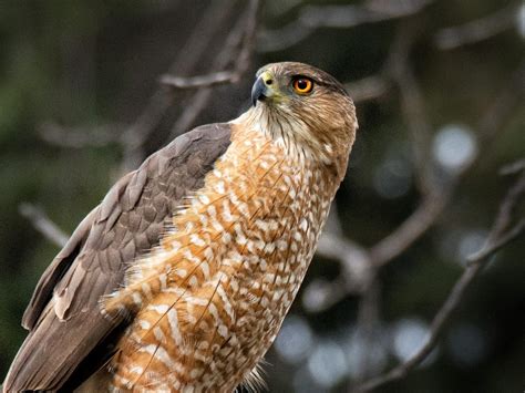 Cooper's Hawk vs Sharp Shinned Hawk: How To Tell The… | Bird Fact