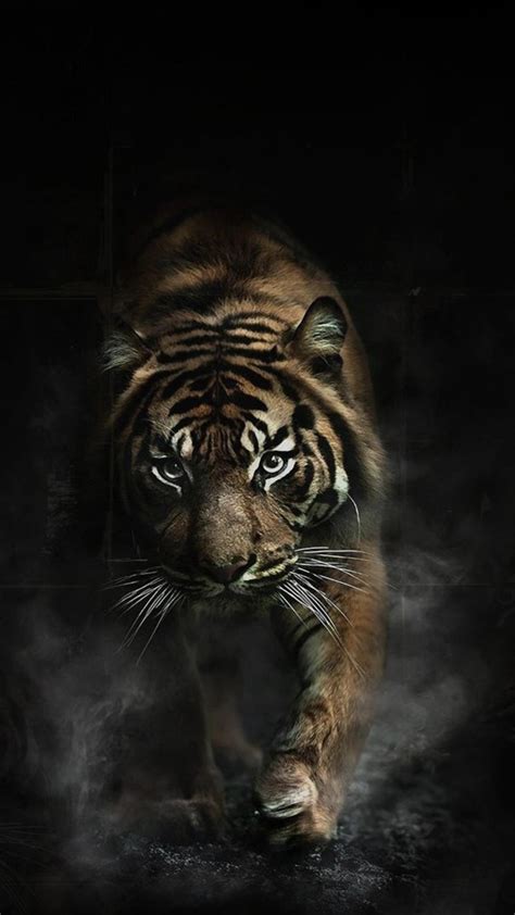 Epic Tiger Wallpapers - Top Free Epic Tiger Backgrounds - WallpaperAccess