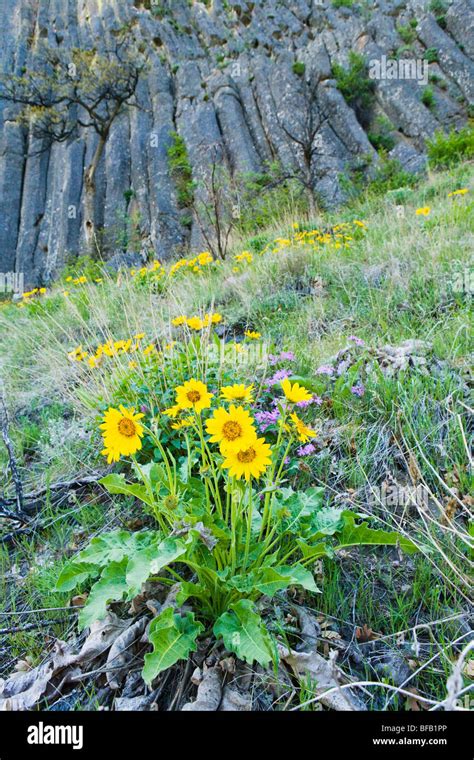 Balsamroot flowers on a grassy hillside below Andesite Cliff columns in ...