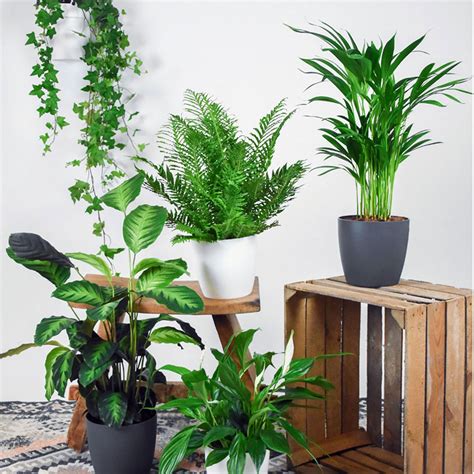 5x Air-purifying plants - Mix | Best bathroom plants, Plants, Air purifying plants