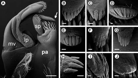 Scales on the tip of the movable finger of male clasper. A, overview of... | Download Scientific ...