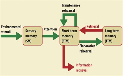 Multi-store model of memory Diagram | Quizlet