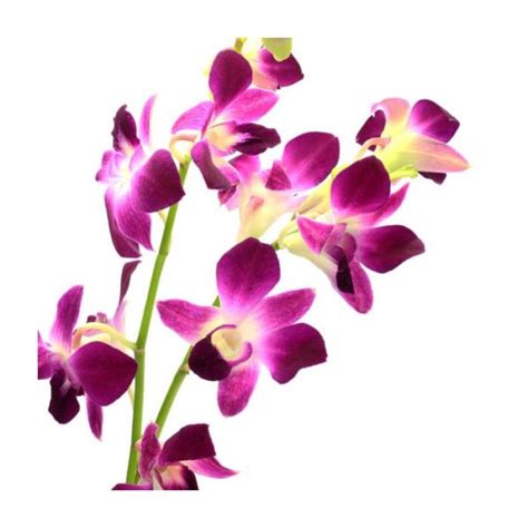 Dendrobium Orchid Purple - Nestreeo.com