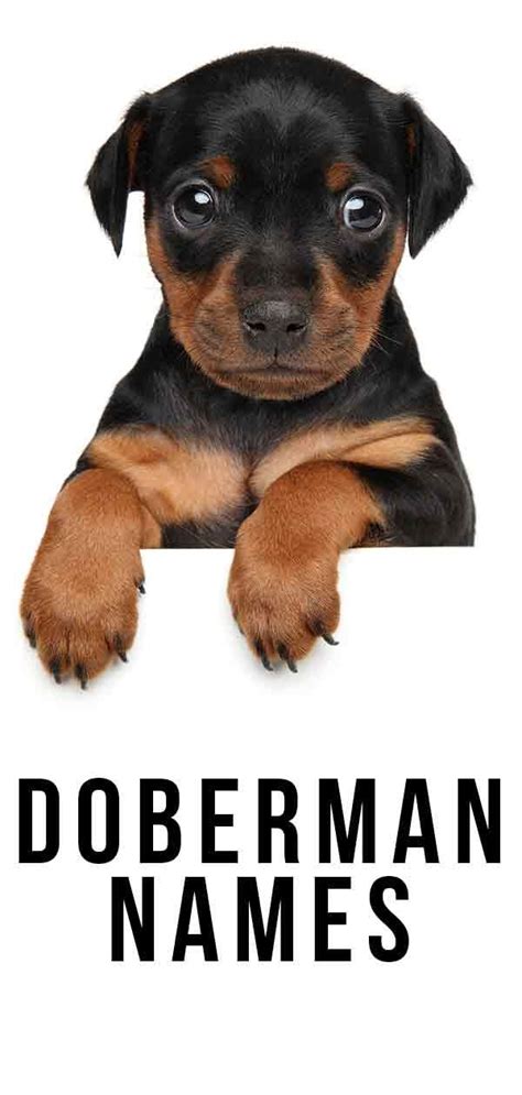 Doberman Names: 100's of Awesome Ideas