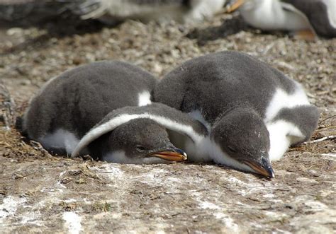 Gentoo penguin babies have a cuddle. | Penguins, Baby penguins, Cute penguins