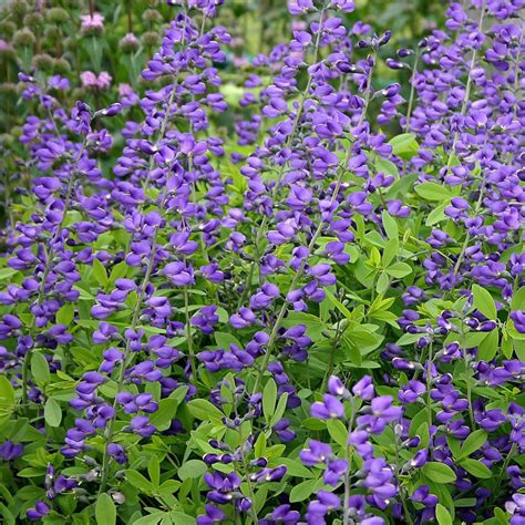 Baptisia australis - Midwest Groundcovers, LLC