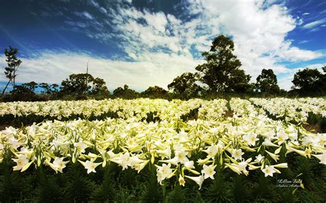 Lilies Of The Field Quotes. QuotesGram