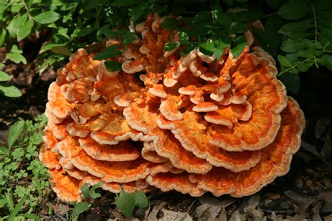 File:Orange mushroom.jpg - Wikimedia Commons