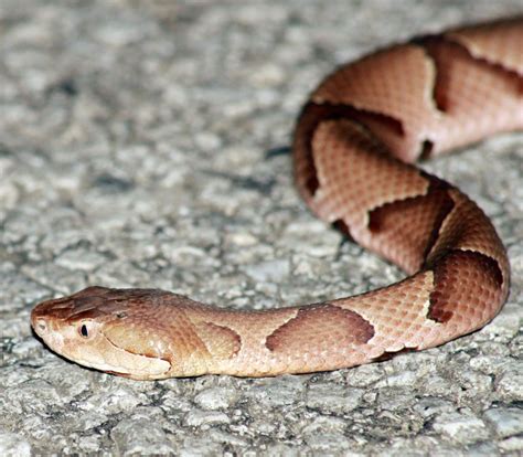 Man bitten by copperhead brings snake to Sullivan hospital in box