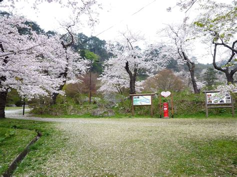 Cherry Blossoms | Shirakami Sanchi | Visit Shirakami Tread new ground