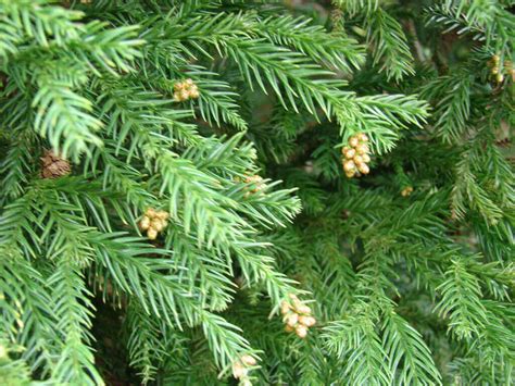 10 Evergreen Trees Every Gardener Should Know - Dreamley