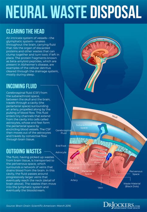 Glymphatic System: Critical For Brain and Immune Health