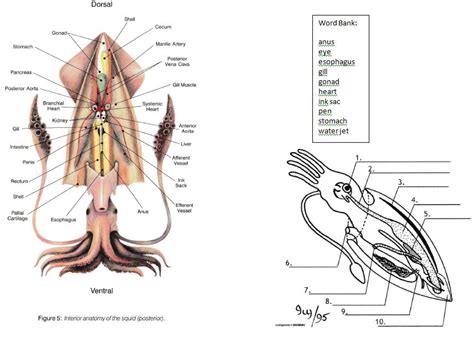 Lab 15 - continued Squid (Part 2 of 5) - Kathy Egbert | Library | Formative