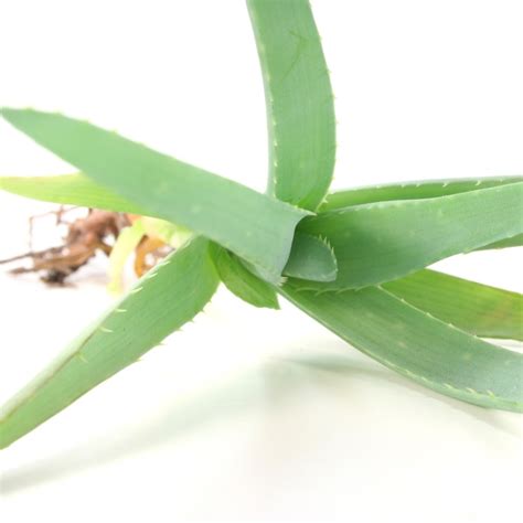 Aloe Vera Propagation - Teak And Terracotta