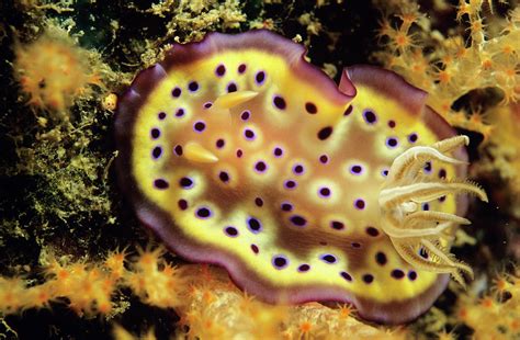 Sea Slug Photograph by Lionel, Tim & Alistair/science Photo Library ...