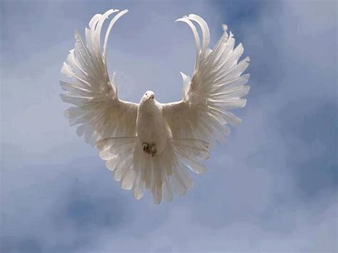 39 best Doves images on Pinterest | Holy spirit, White doves and Peace dove