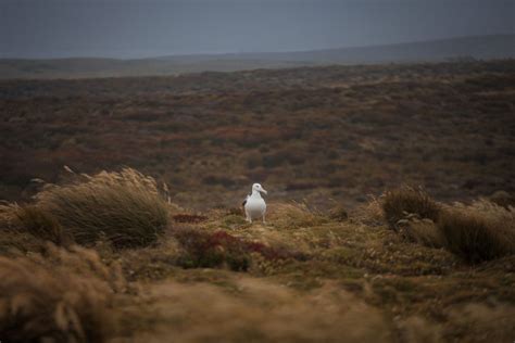 The raw and wild power of the remote Auckland Islands - Young Adventuress