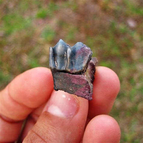 Colorful Whitetail Deer Tooth | Pleistocene (10,000 - 100,000 Years Old) - PaleoCris