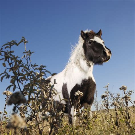 Falabella Miniature Horse Information and Pictures - PetGuide | PetGuide