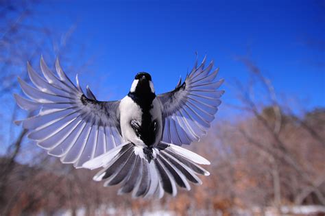 White and black bird flying HD wallpaper | Wallpaper Flare