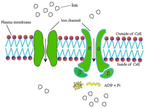 IJMS | Free Full-Text | IonchanPred 2.0: A Tool to Predict Ion Channels ...