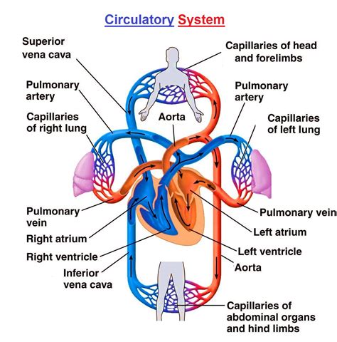 circulatory system diagram for kids printable